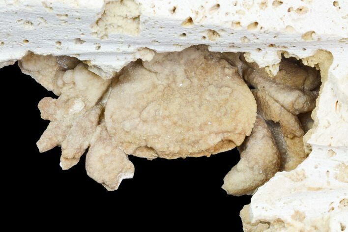 Fossil Crab (Potamon) Preserved in Travertine - Turkey #121391